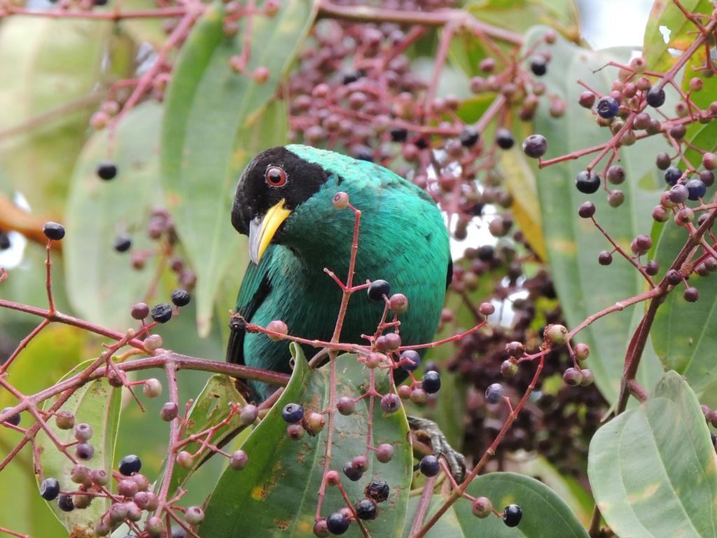 Sarapiquí Yatama Rainforest Ecolodge מראה חיצוני תמונה
