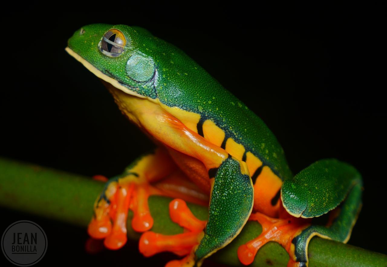 Sarapiquí Yatama Rainforest Ecolodge מראה חיצוני תמונה