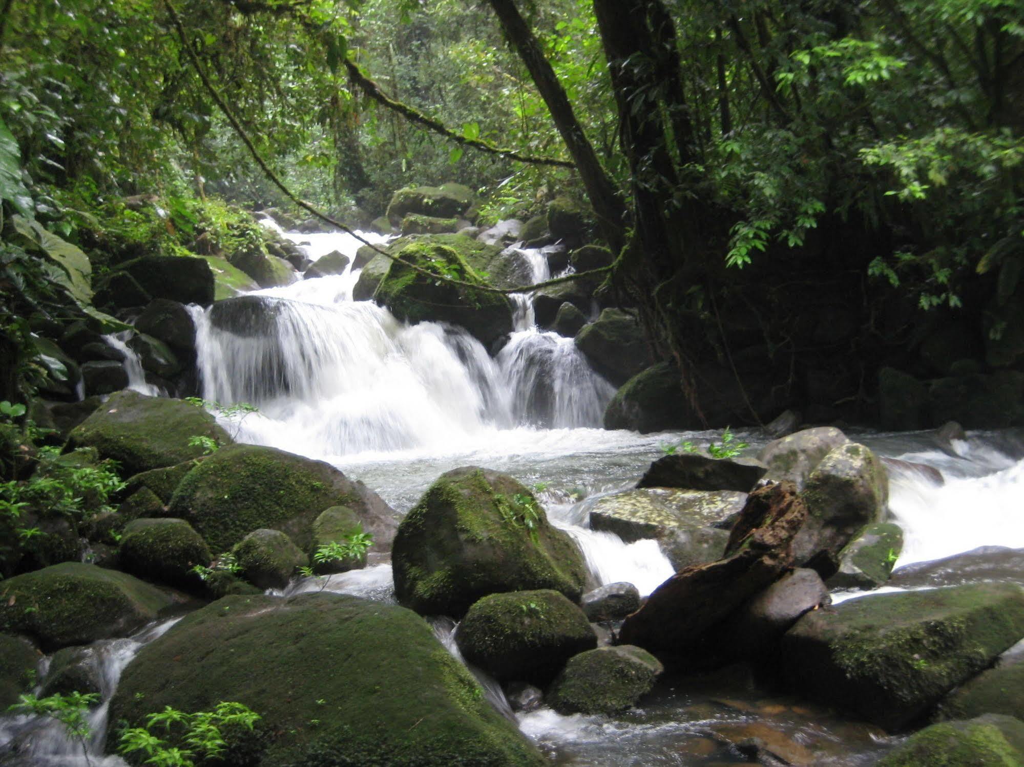 Sarapiquí Yatama Rainforest Ecolodge מראה חיצוני תמונה